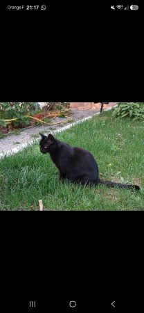 🐾 Donne adorable chatte noire de 6 ans 🖤