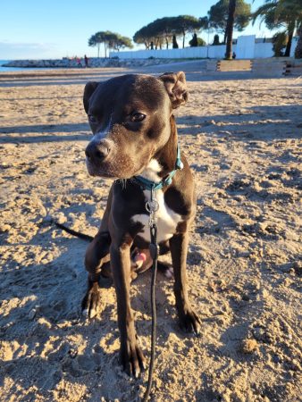 🐾 Oni cherche sa famille pour la vie ❤️