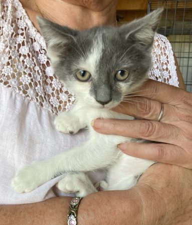 😻 Jokari, adorable chatonne de 2 mois et demi 😻 - partira sous contrat associatif + certificat d'engagement