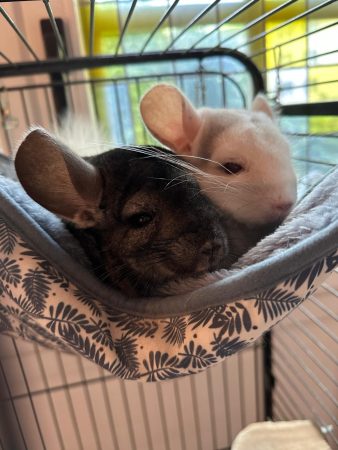 Je cherche une famille aimante pour mes petites boules de poils 🐾(Chinchillas)