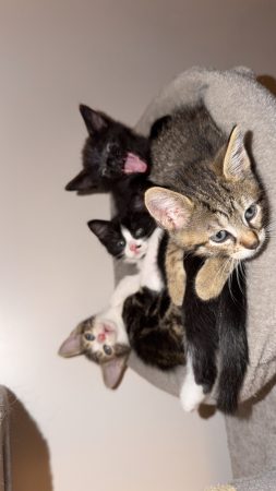 je fais adopter mes chatons