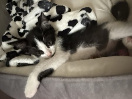 Petit chaton, noir et blanc à donner un mois et demi deux mois