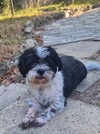 Shih tzu/papillon 5 ans cherche nouvelle famille