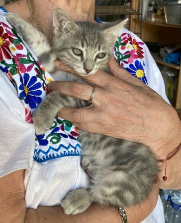 SPIROU CHERCHE SA FAMILLE POUR LA VIE  - Adoption sous contrat associatif + certificat d'engagement