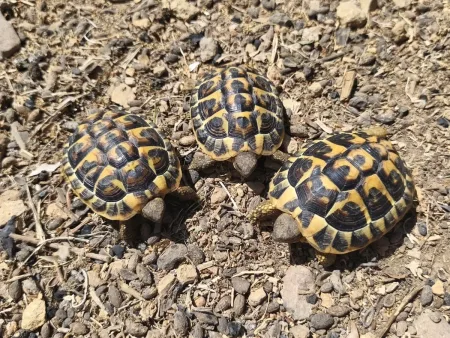 Superbe tortues terrestres Herman