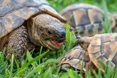 Tortues de terre à ceder