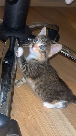 2 Chatons un blanc et un autre tigré aux yeux bleus adorable!