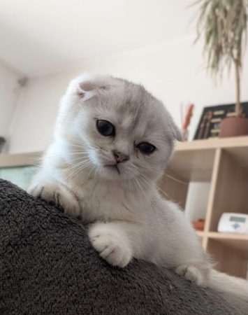 A donner Magnifique chatons british shorthair