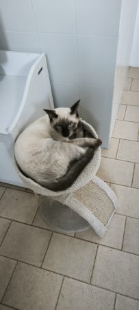 À L’ADOPTION : FRIMOUSSE, ADORABLE CHATON AUX YEUX BLEUS