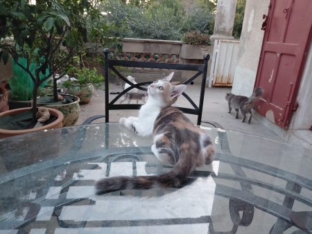 Adorables chatons élevés en famille – Identifiés et examinés par vétérinaire