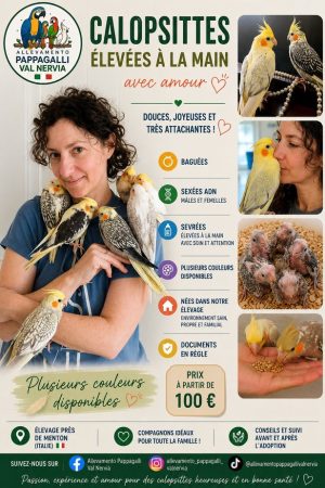 Calopsittes EAM – Baguées, sexées ADN, sevrées – Plusieurs couleurs disponibles – Élevage près de Menton