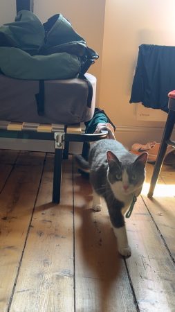 Chat 5ans mâle castrer