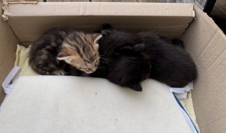 Chaton à donner