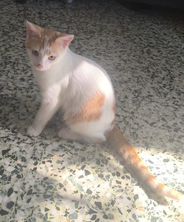 Chaton