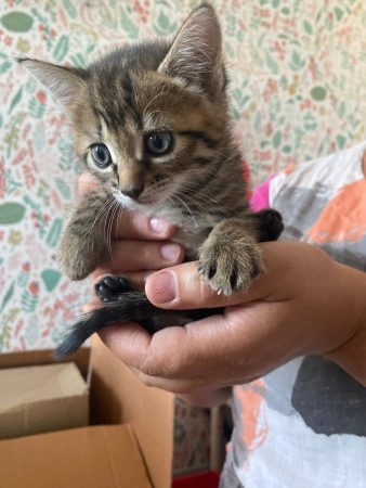 Chaton – Chat / Chaton à donner à Saint-Doulchard (18) (photo 2)