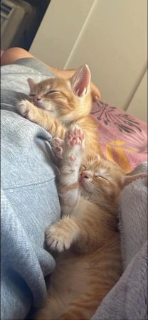 Chaton femelle 2 mois