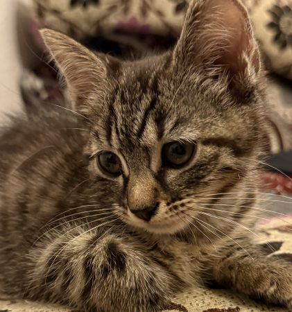 Chaton femelle tigré