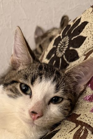 Chaton mâle 4 mois