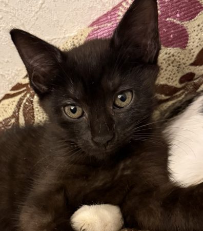Chaton mâle noir