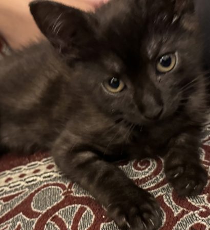 Chaton noir mâle