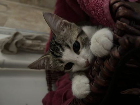 chaton sauvé de la rue cherche une famille