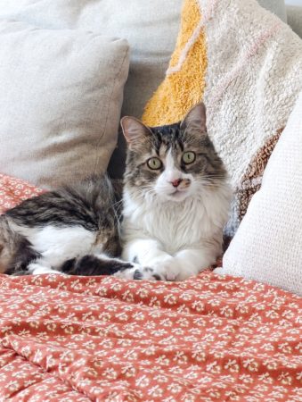Chatte 6 ans blanc tabby brown