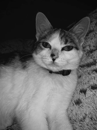 Cherche personne pour une adoption