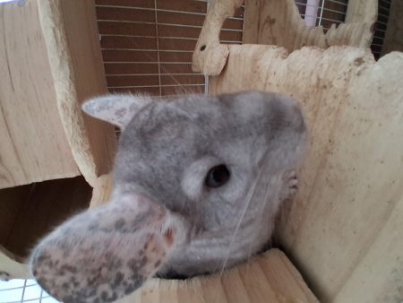 Chinchilla