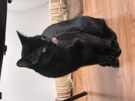 Deux chats noirs