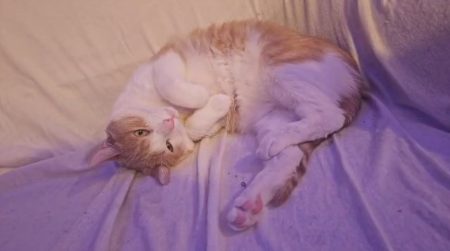 Don / Adoption jeun Chat Mâle - Luffy
