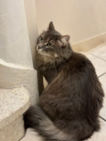 Don chat