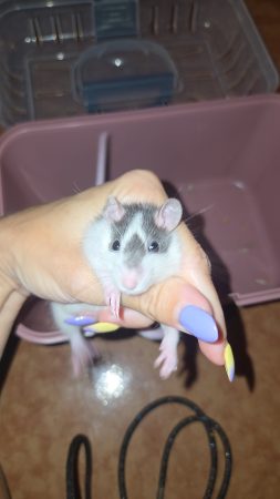 Don rat mâle