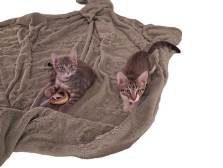 Donne 2 chatons nés le 2 juin dernier, propres et sevrés contre bons soins.