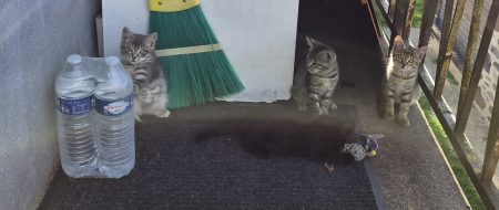 Donne 5 chatons