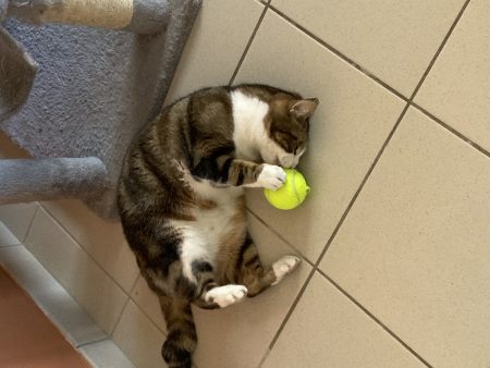 Donne chat 3 ans