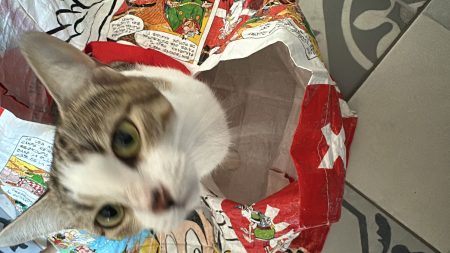 Donne chat 3 ans