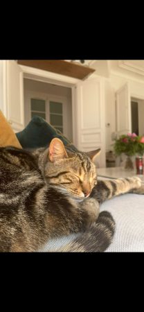 Donne chat 4 ans – Chat / Chaton à donner à Paris (75)