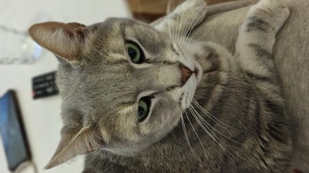 Donne chat 9 ans
