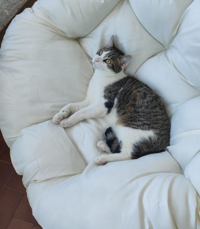 Donne chat