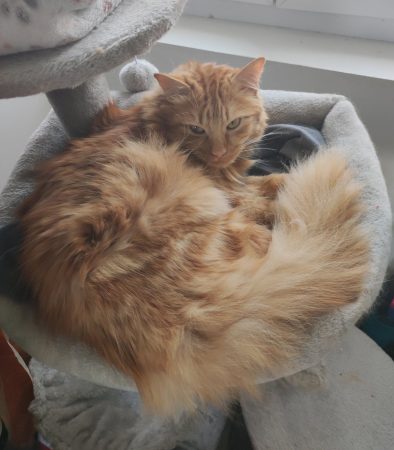 Donne chat