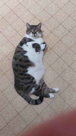 Donne Chat Donne Chat – Chat / Chaton à donner à Villemomble (93)