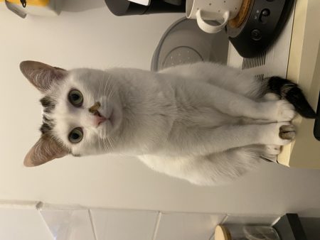 Donne chat mâle Adulte