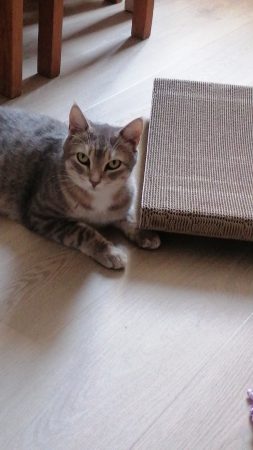 Donne chat mâle castré certainement abandonné, je l'ai recueilli mais il a grand besoin d'un extérieur.