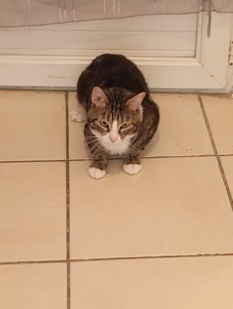 Donne chat mâle – Chat / Chaton à donner à Moulins (03)