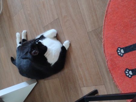 Donne chat mâle