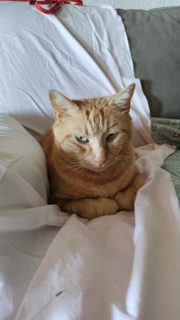Donne chat roux suite décès