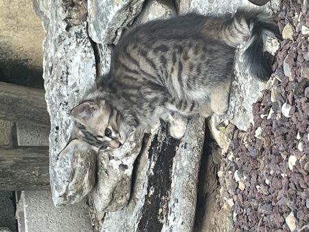 Donne chaton 3 mois affectueux et autonome