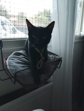 Donne chaton 5 mois vacciné