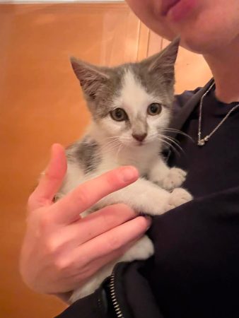 Donne chaton blanc et gris