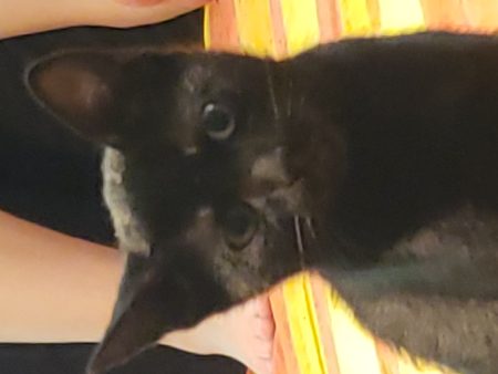 Donne chaton